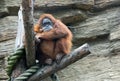 Sumatran orangutan Royalty Free Stock Photo
