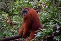 Sumatran Orangutans in Gunung Leuser National Park Royalty Free Stock Photo