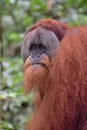 Sumatran Orangutans in Gunung Leuser National Park Royalty Free Stock Photo