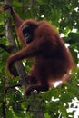 Sumatran Orangutans in Gunung Leuser National Park Royalty Free Stock Photo