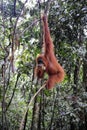 Sumatran orangutans Royalty Free Stock Photo