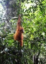 Sumatran orangutans Royalty Free Stock Photo