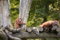 Sumatran Orangutans on Tree Trunk in Zoological Garden Royalty Free Stock Photo