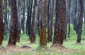 Sumatran pine Pinus merkusii, pine forest stands in Yogyakarta, Indonesia. Selected focus