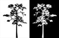 Sumatran pine tree silhouette vector.