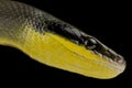 Sumatran ratsnake Orthriophis taeniurus grabowskyi