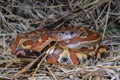 Sumatran red blood python / Python brongersmai Royalty Free Stock Photo