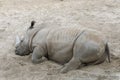 Sumatran rhino resting. Rhino lying in the sand Royalty Free Stock Photo