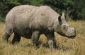 Sumatran Rhinoceros, dicerorhinus sumatrensis, Adult walking on Dry Grass Royalty Free Stock Photo