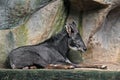 Sumatran Serow or Southern Serow Lie Down on Cliff