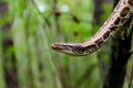 Sumatran short-tailed python Python curtus is creeping. The snake is coiling.