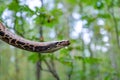Sumatran short-tailed python Python curtus is creeping. The snake is coiling.