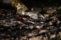 Sumatran short-tailed python Python curtus is creeping. The snake is coiling.