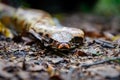Sumatran short-tailed python Python curtus is creeping. The snake is coiling.