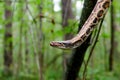 Sumatran short-tailed python Python curtus is creeping. The snake is coiling.