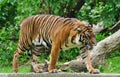 Sumatran tiger Royalty Free Stock Photo