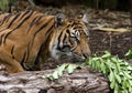 Sumatran Tiger Royalty Free Stock Photo