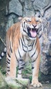 Sumatran tiger Royalty Free Stock Photo