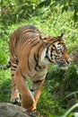 Sumatran Tiger