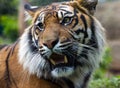 Sumatran tiger bare teeth