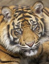 Sumatran Tiger Royalty Free Stock Photo