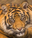 Sumatran Tiger Royalty Free Stock Photo