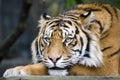 Sumatran Tiger