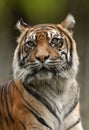 Sumatran Tiger Royalty Free Stock Photo