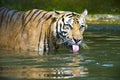 Sumatran Tiger Royalty Free Stock Photo
