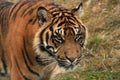 Sumatran tiger approaching the camera Royalty Free Stock Photo