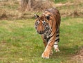 Sumatran tiger approaching the camera Royalty Free Stock Photo