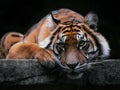 Sumatran tiger in Australian Zoo
