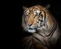 Sumatran tiger on a black background. Royalty Free Stock Photo