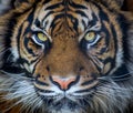 Sumatran tiger Royalty Free Stock Photo