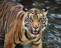 Sumatran tiger cub