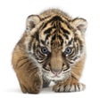 Sumatran Tiger cub, Panthera tigris sumatrae Royalty Free Stock Photo