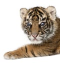 Sumatran Tiger cub, Panthera tigris sumatrae, 3 weeks old, in fr Royalty Free Stock Photo