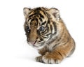 Sumatran Tiger cub, Panthera tigris sumatrae, 3 weeks old, in fr Royalty Free Stock Photo