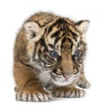 Sumatran Tiger cub, Panthera tigris sumatrae, 3 weeks old Royalty Free Stock Photo