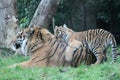 Sumatran Tiger cub rare and endagered
