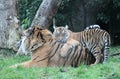 Sumatran Tiger cub rare and endagered