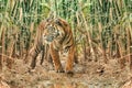 Sumatran tiger with dark fur and wide stripes in a bamboo forest. Animals in wildlife Royalty Free Stock Photo