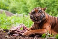 Sumatran tiger eating its prey Royalty Free Stock Photo