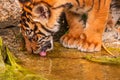 Sumatran tiger family with two little cubs Royalty Free Stock Photo