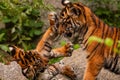 Sumatran tiger family with two little cubs Royalty Free Stock Photo