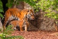 Sumatran tiger family with two little cubs Royalty Free Stock Photo