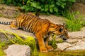 Sumatran tiger family with two little cubs Royalty Free Stock Photo