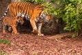 Sumatran tiger family with two little cubs Royalty Free Stock Photo