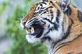 Sumatran Tiger head in profile looking left with open snarling mouth