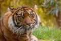 Sumatran tiger. Royalty Free Stock Photo